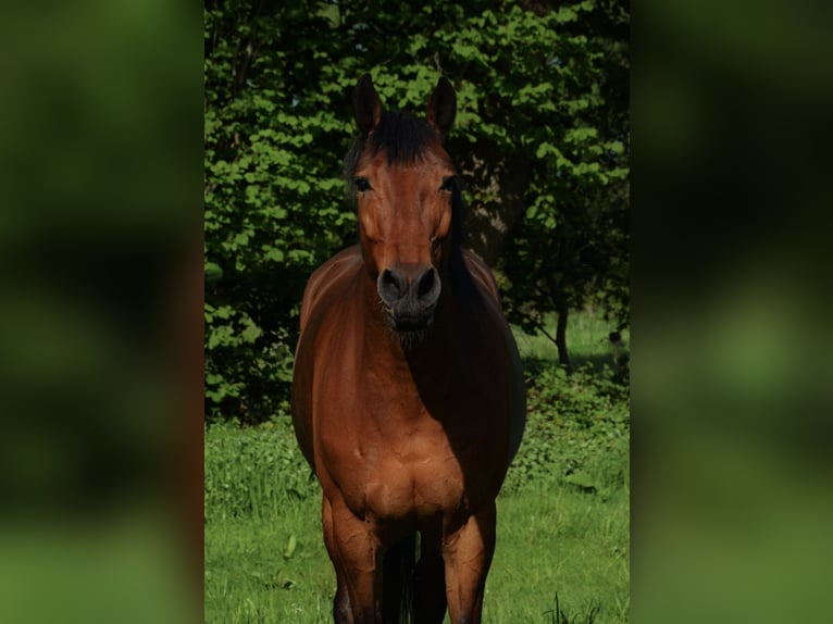 Mecklemburgo Caballo castrado 12 años 172 cm Castaño in Barsbüttel