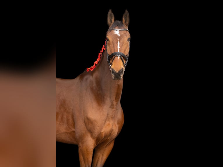 Mecklemburgo Caballo castrado 12 años 178 cm Castaño in Radeburg