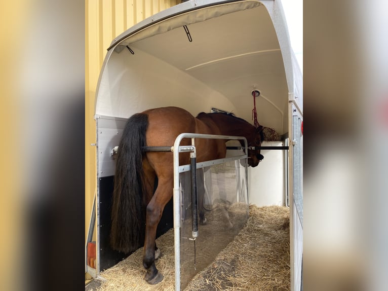 Mecklemburgo Caballo castrado 13 años 164 cm Castaño in LangsdorfDettmannsdorf