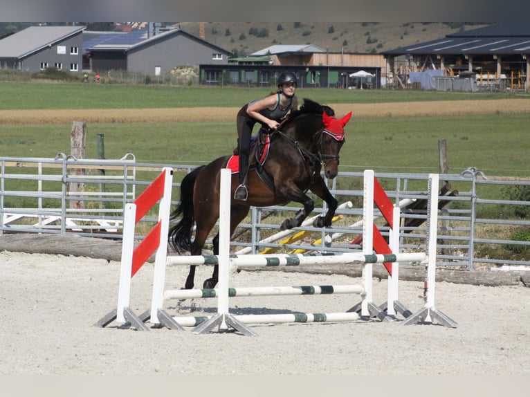 Mecklemburgo Caballo castrado 13 años 165 cm Castaño in Ehingen an der Donau