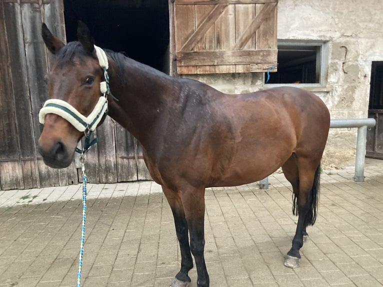 Mecklemburgo Caballo castrado 13 años 165 cm Castaño in Ehingen an der Donau