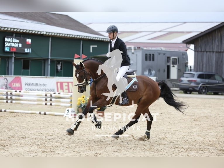 Mecklemburgo Caballo castrado 14 años 163 cm Castaño in Dobl