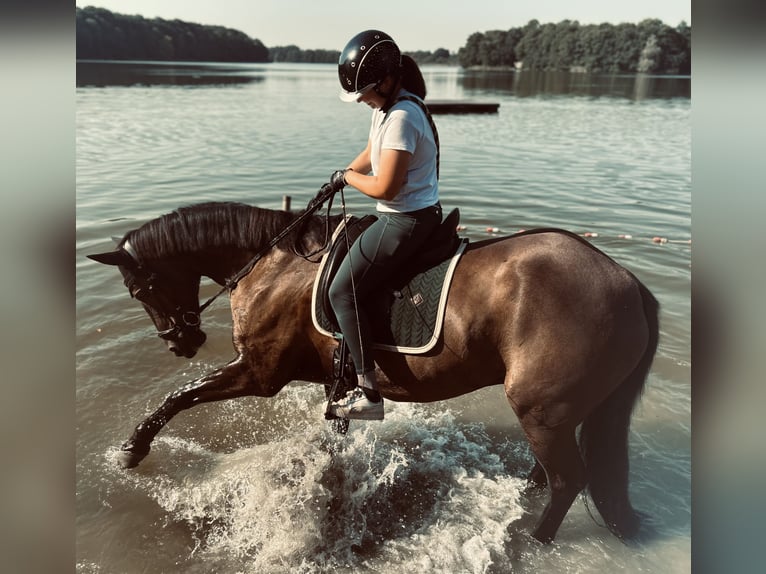 Mecklemburgo Mestizo Caballo castrado 14 años 168 cm Negro in Neubrandenburg