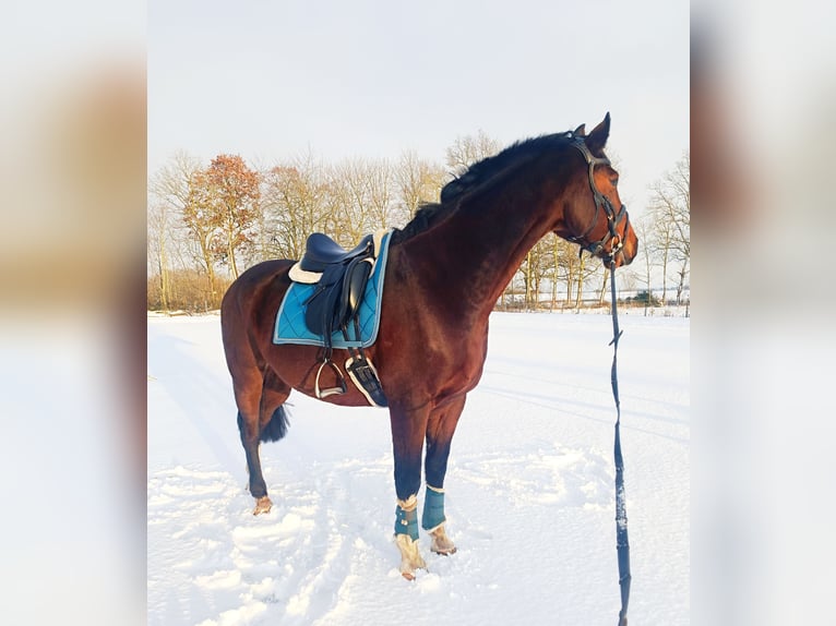 Mecklemburgo Caballo castrado 14 años 172 cm Castaño in Franzburg