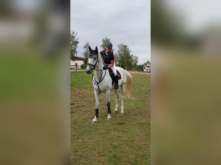 Mecklemburgo Caballo castrado 14 años 172 cm Tordo in Rostock