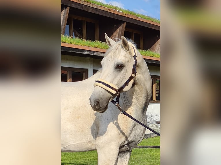 Mecklemburgo Caballo castrado 14 años 172 cm Tordo in Rostock