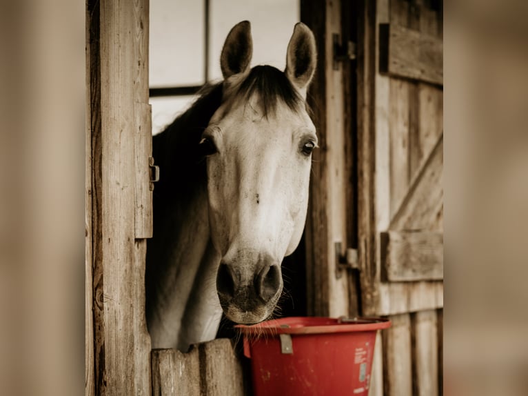 Mecklemburgo Caballo castrado 14 años 173 cm Tordo in Sundhagen