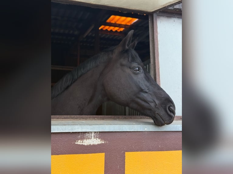 Mecklemburgo Caballo castrado 15 años 168 cm Negro in Niepars