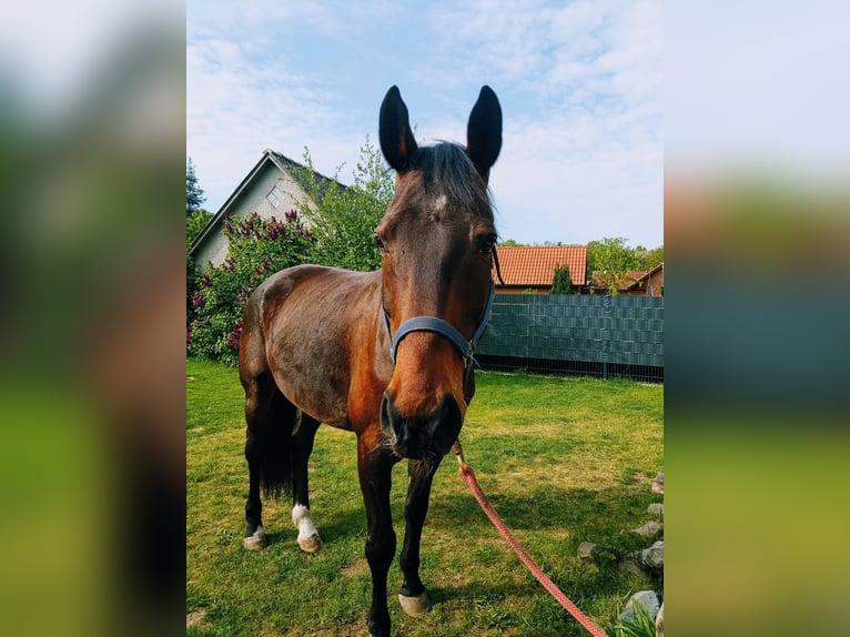 Mecklemburgo Caballo castrado 15 años 175 cm Castaño in Kogel
