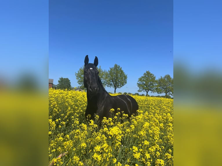 Mecklemburgo Caballo castrado 15 años 175 cm Negro in Hamburg