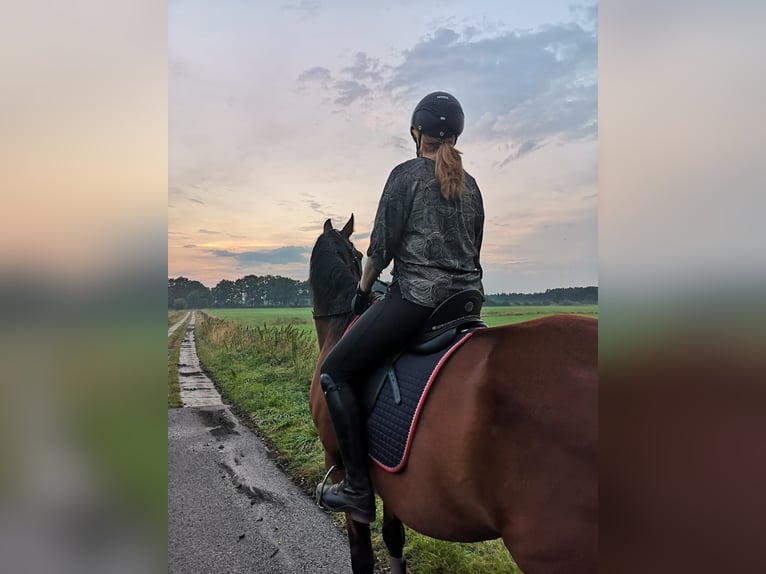 Mecklemburgo Caballo castrado 16 años 173 cm Castaño in Hetlingen