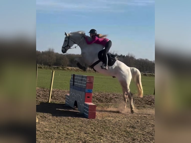 Mecklemburgo Caballo castrado 16 años 178 cm Tordo in S&#xFC;derheistedt