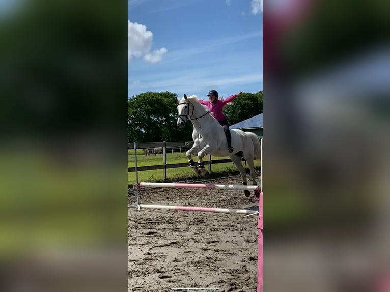 Mecklemburgo Caballo castrado 16 años 178 cm Tordo in S&#xFC;derheistedt