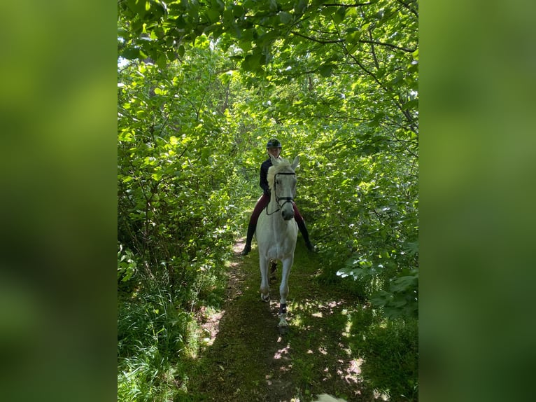 Mecklemburgo Caballo castrado 16 años 178 cm Tordo in S&#xFC;derheistedt