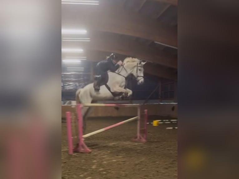 Mecklemburgo Caballo castrado 16 años 178 cm Tordo in S&#xFC;derheistedt
