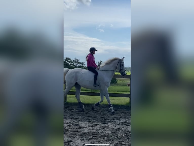 Mecklemburgo Caballo castrado 16 años 178 cm Tordo in S&#xFC;derheistedt