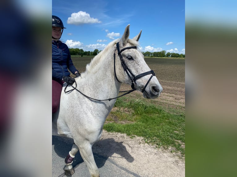 Mecklemburgo Caballo castrado 16 años 178 cm Tordo in S&#xFC;derheistedt