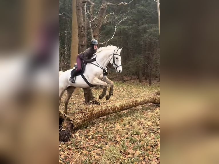 Mecklemburgo Caballo castrado 16 años 178 cm Tordo in S&#xFC;derheistedt