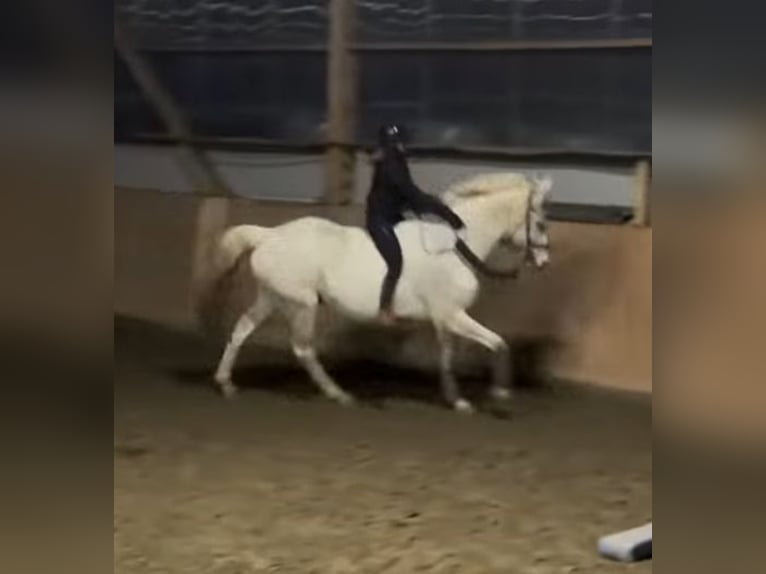 Mecklemburgo Caballo castrado 16 años 178 cm Tordo in S&#xFC;derheistedt