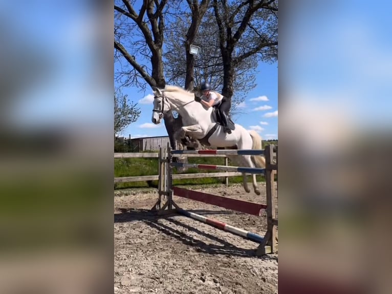 Mecklemburgo Caballo castrado 16 años 178 cm Tordo in S&#xFC;derheistedt