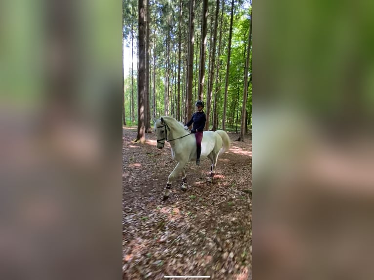 Mecklemburgo Caballo castrado 16 años 178 cm Tordo in S&#xFC;derheistedt