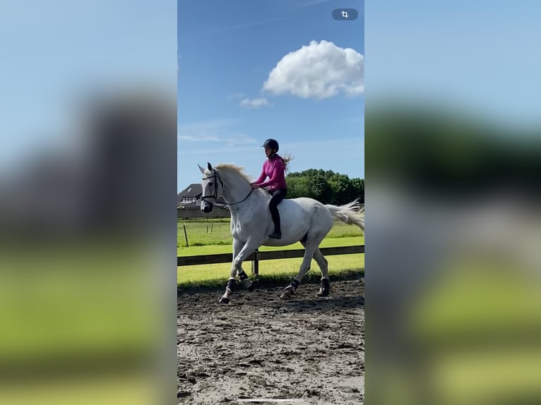 Mecklemburgo Caballo castrado 16 años 178 cm Tordo in S&#xFC;derheistedt