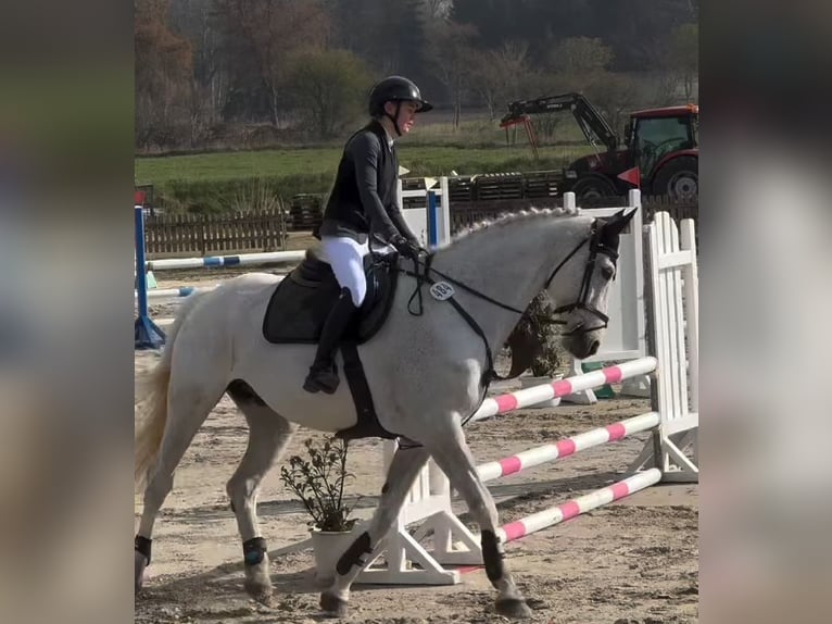 Mecklemburgo Caballo castrado 16 años 178 cm Tordo in S&#xFC;derheistedt