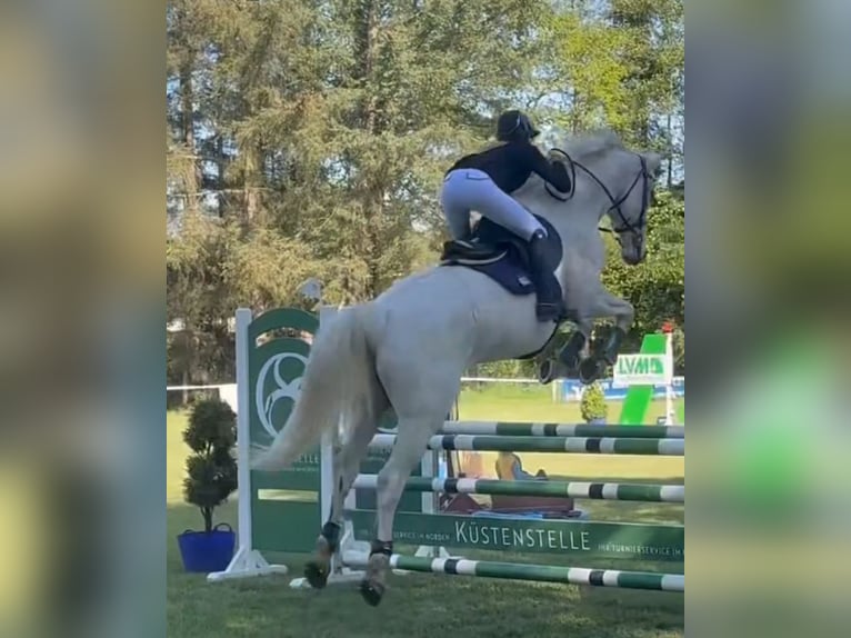 Mecklemburgo Caballo castrado 16 años 178 cm Tordo in S&#xFC;derheistedt
