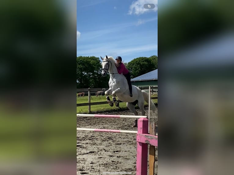Mecklemburgo Caballo castrado 16 años 178 cm Tordo in S&#xFC;derheistedt