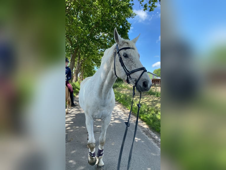 Mecklemburgo Caballo castrado 16 años 178 cm Tordo in S&#xFC;derheistedt