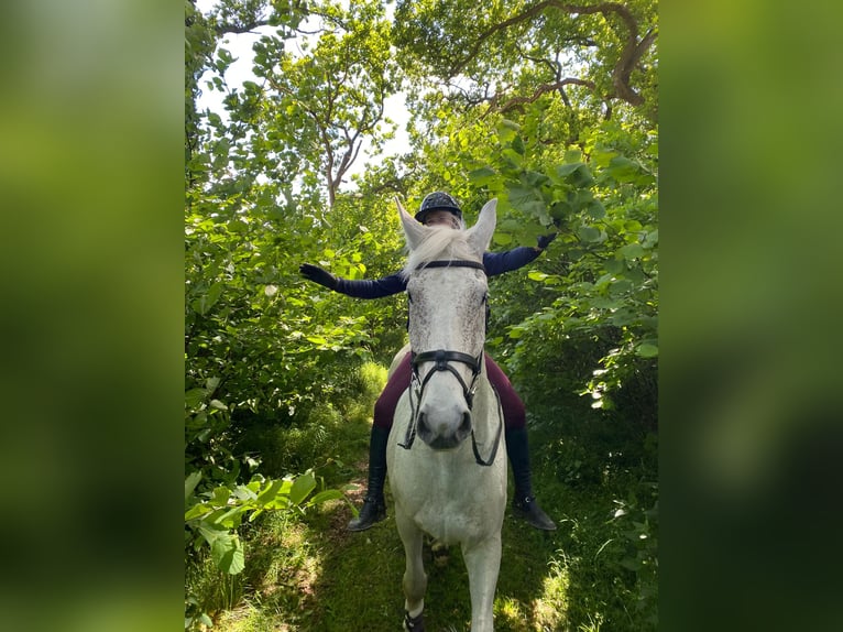Mecklemburgo Caballo castrado 16 años 178 cm Tordo in S&#xFC;derheistedt
