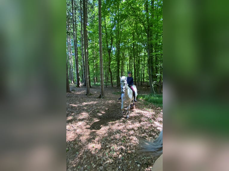 Mecklemburgo Caballo castrado 16 años 178 cm Tordo in S&#xFC;derheistedt