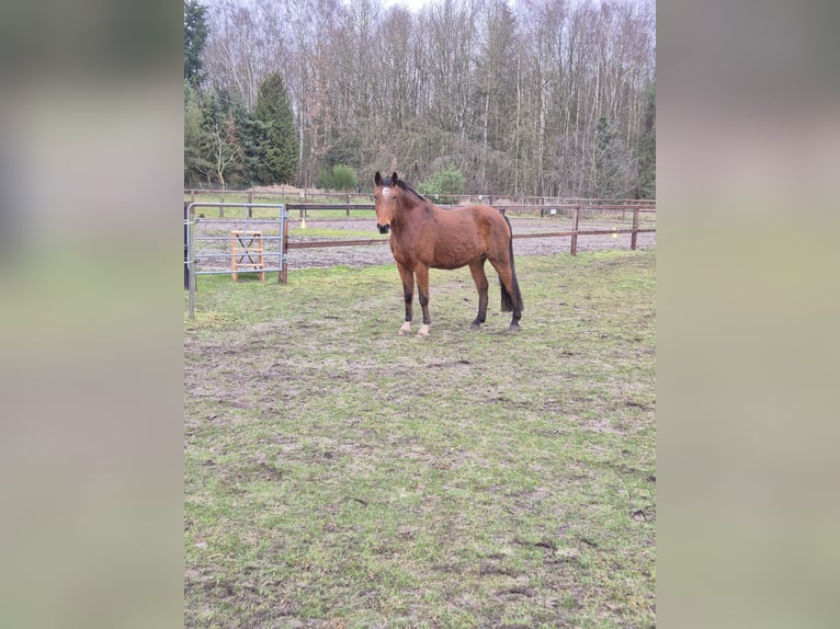 Mecklemburgo Caballo castrado 17 años 165 cm Castaño in Nienburg (Weser) Holtorf