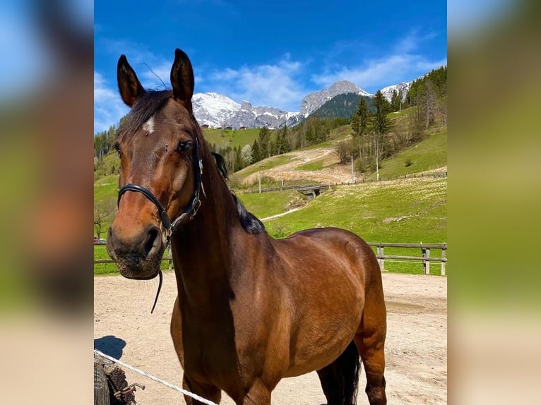 Mecklemburgo Caballo castrado 17 años 167 cm Castaño in Leogang