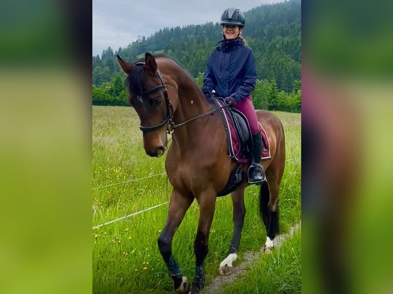 Mecklemburgo Caballo castrado 17 años 167 cm Castaño in Leogang