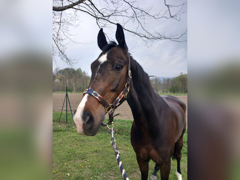 Mecklemburgo Caballo castrado 17 años 175 cm Castaño oscuro in Bedizzole