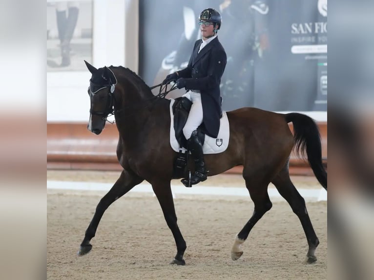 Mecklemburgo Caballo castrado 17 años 175 cm Castaño oscuro in Bedizzole