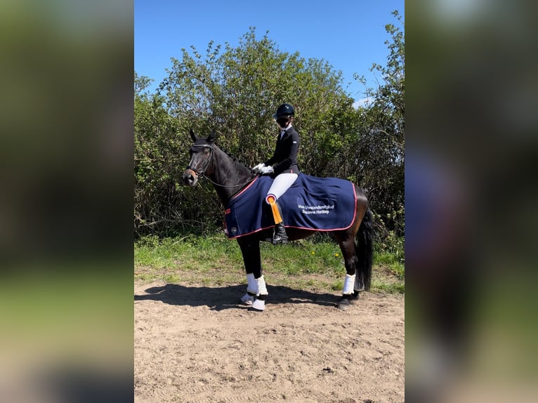 Mecklemburgo Caballo castrado 17 años 175 cm Morcillo in De Steeg