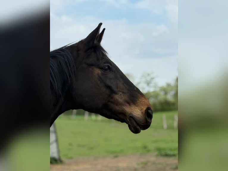 Mecklemburgo Caballo castrado 18 años 175 cm Castaño oscuro in Glasin