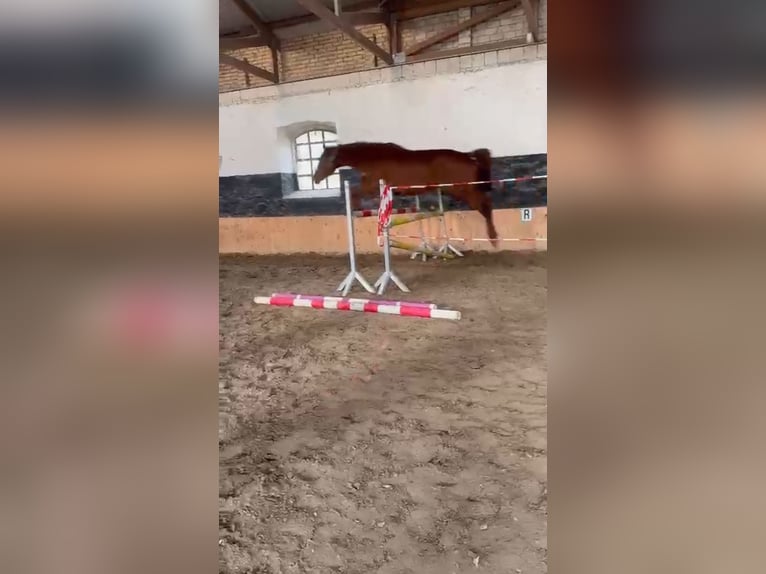 Mecklemburgo Caballo castrado 18 años 185 cm Alazán in Breechen