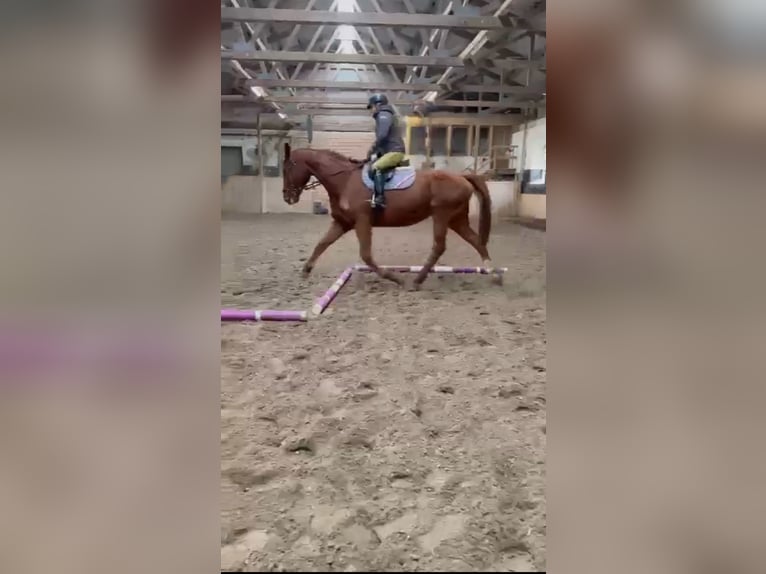 Mecklemburgo Caballo castrado 18 años 185 cm Alazán in Breechen