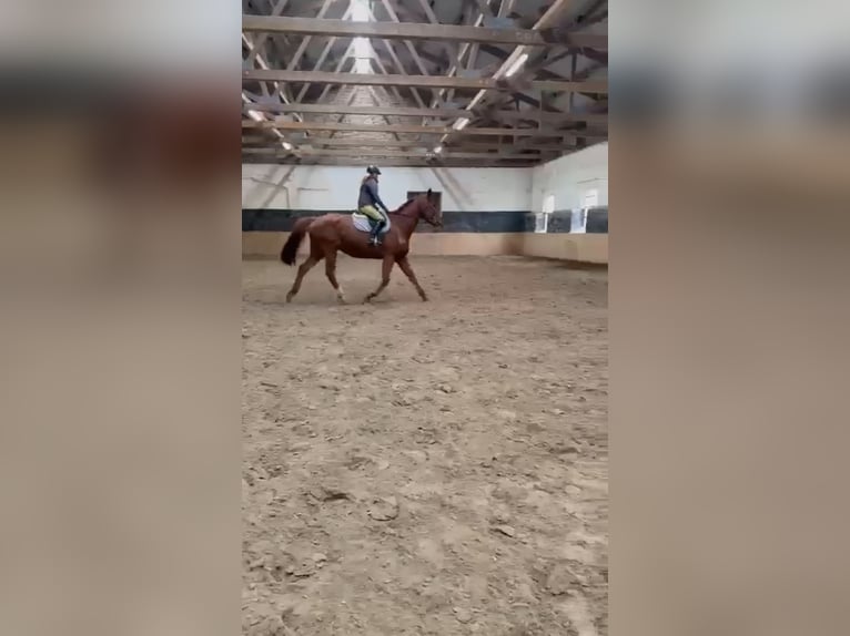 Mecklemburgo Caballo castrado 18 años 185 cm Alazán in Gribow