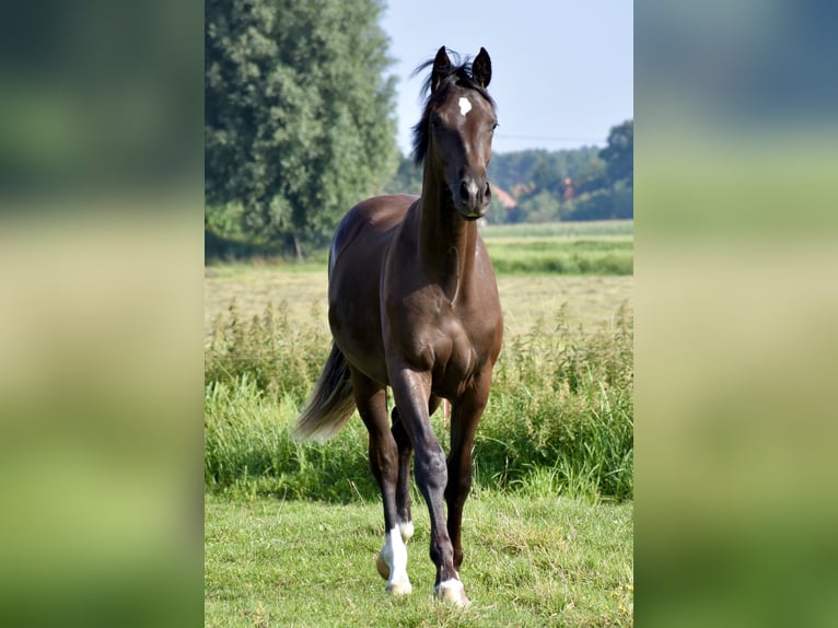 Mecklemburgo Caballo castrado 1 año Castaño oscuro in Moraas
