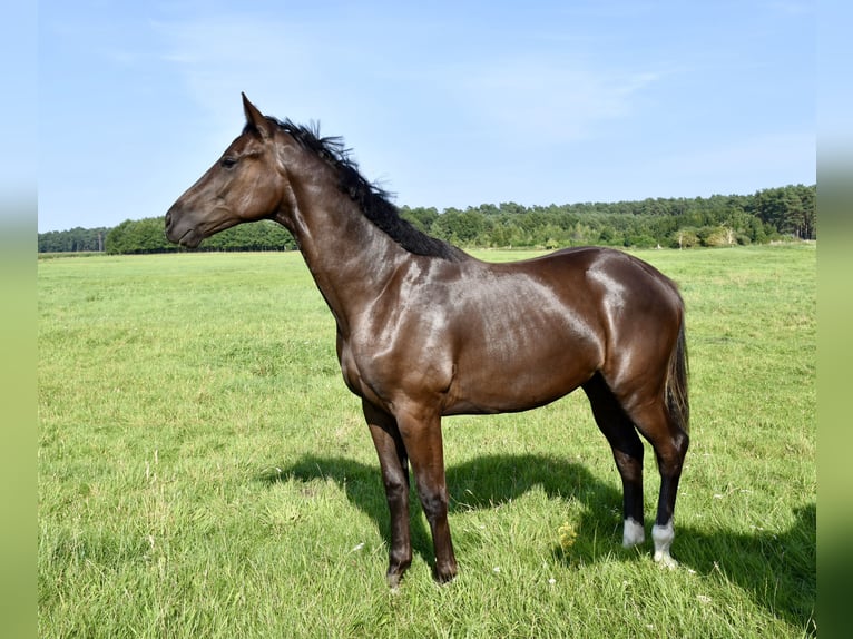 Mecklemburgo Caballo castrado 1 año Castaño oscuro in Moraas
