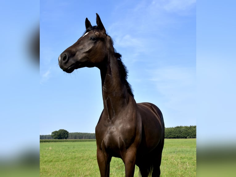 Mecklemburgo Caballo castrado 1 año Castaño oscuro in Moraas