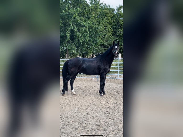 Mecklemburgo Caballo castrado 22 años 172 cm Castaño oscuro in Essen