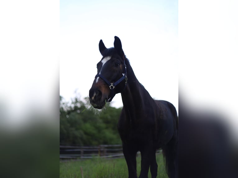 Mecklemburgo Caballo castrado 22 años 172 cm Castaño oscuro in Essen