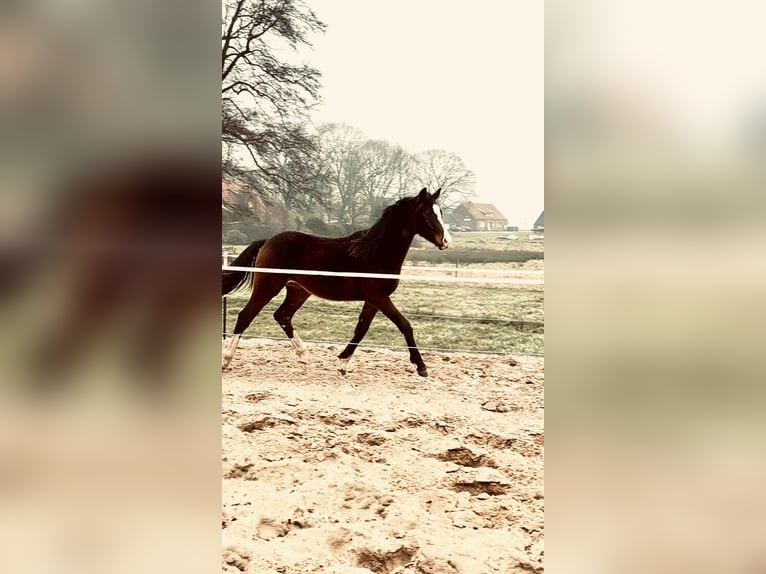 Mecklemburgo Caballo castrado 2 años 170 cm Castaño in Neuenstein