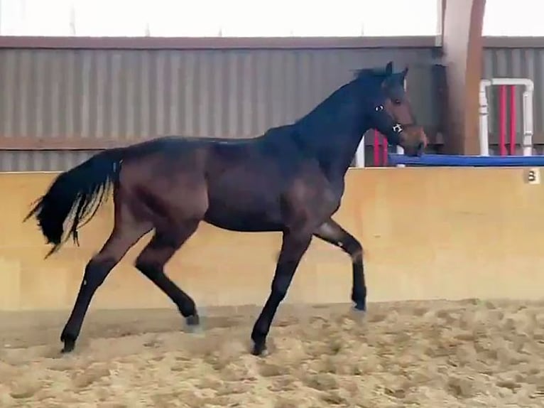 Mecklemburgo Caballo castrado 2 años Castaño oscuro in Malchin