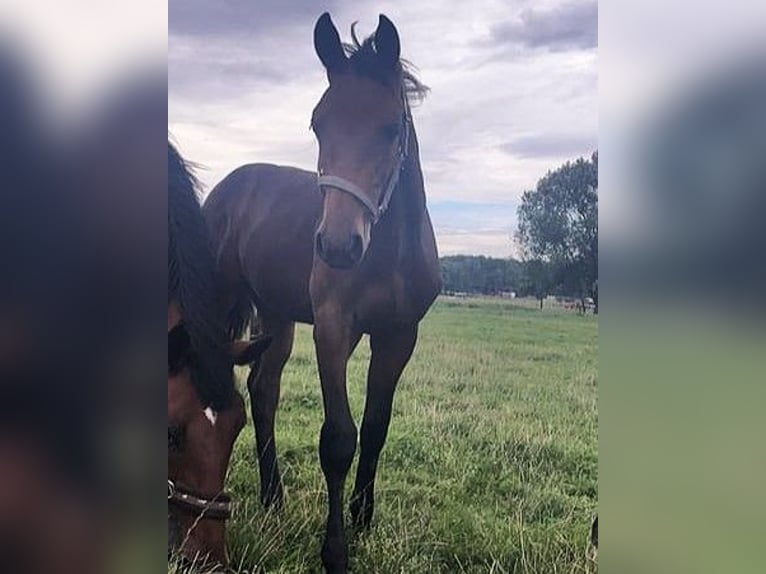 Mecklemburgo Caballo castrado 2 años Castaño oscuro in Malchin